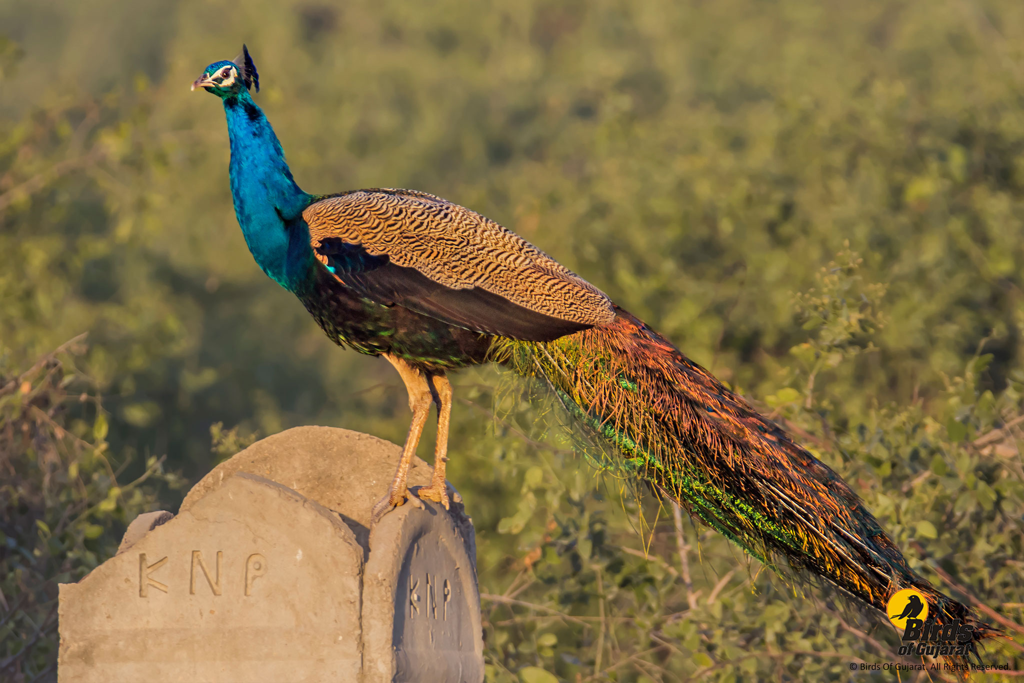 Indian Peafowl Pavo Cristatus Birds Of Gujarat 