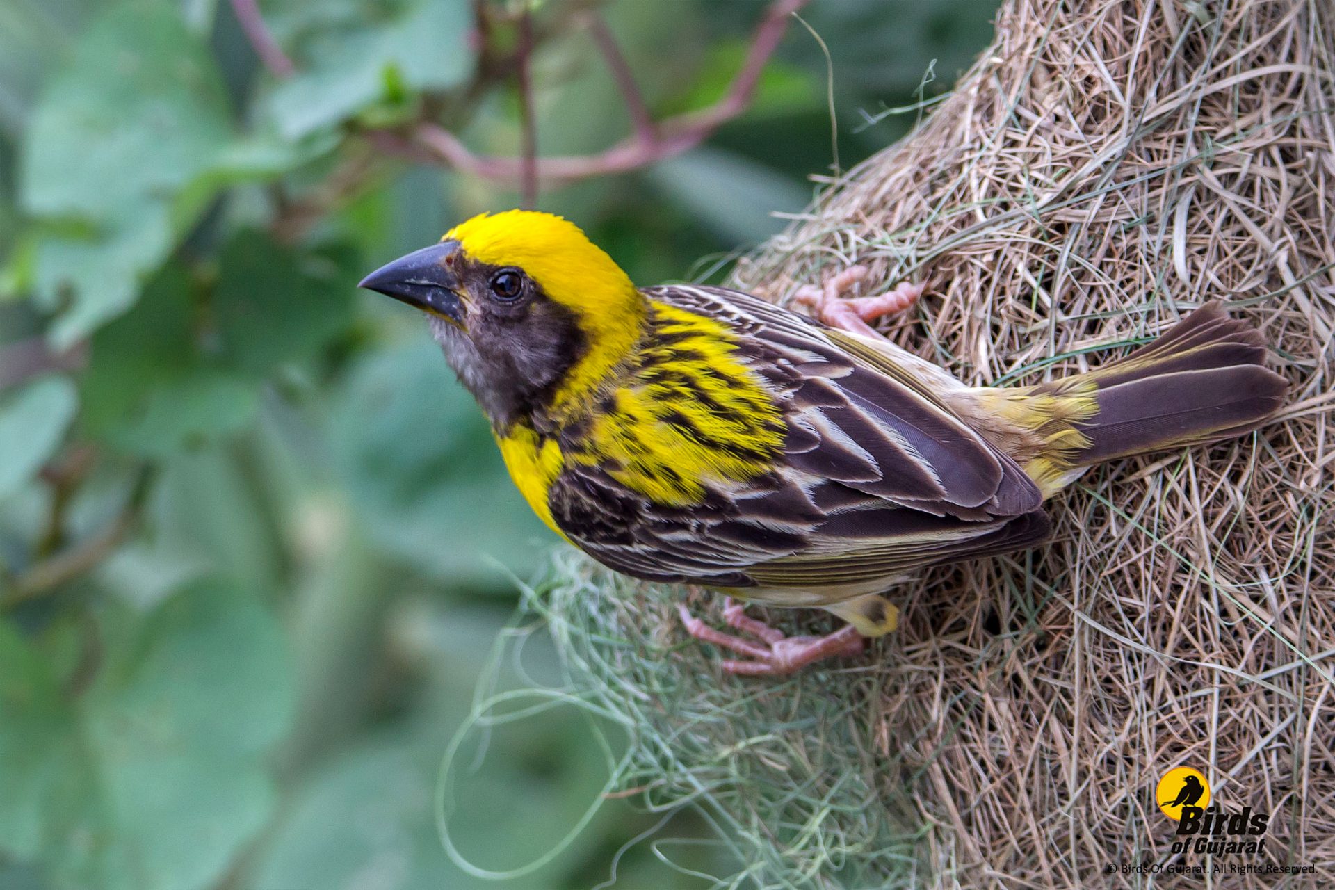 baya-weaver-ploceus-philippinus-birds-of-gujarat