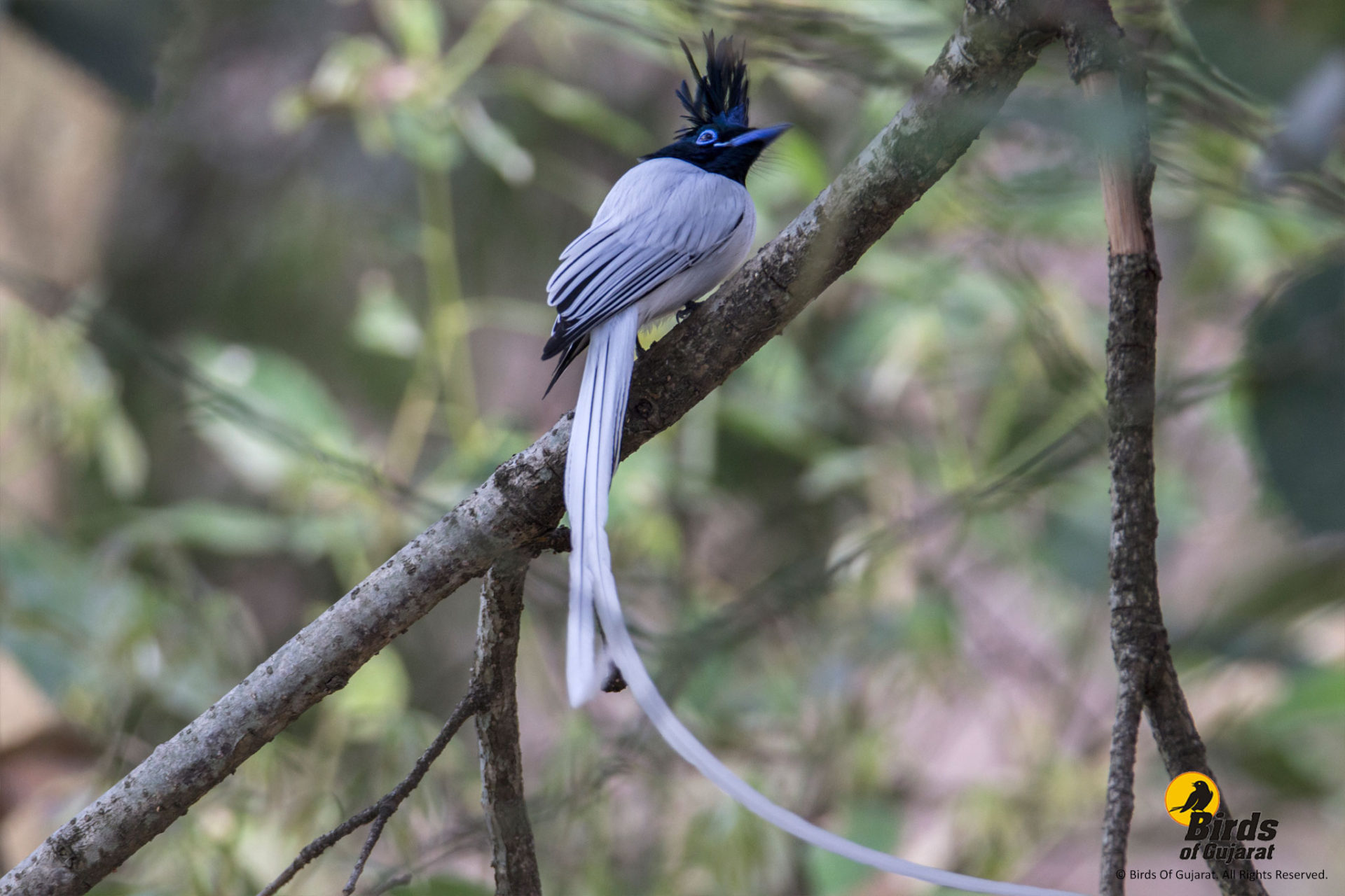 Indian Paradise-flycatcher (Terpsiphone paradise) | Birds of Gujarat