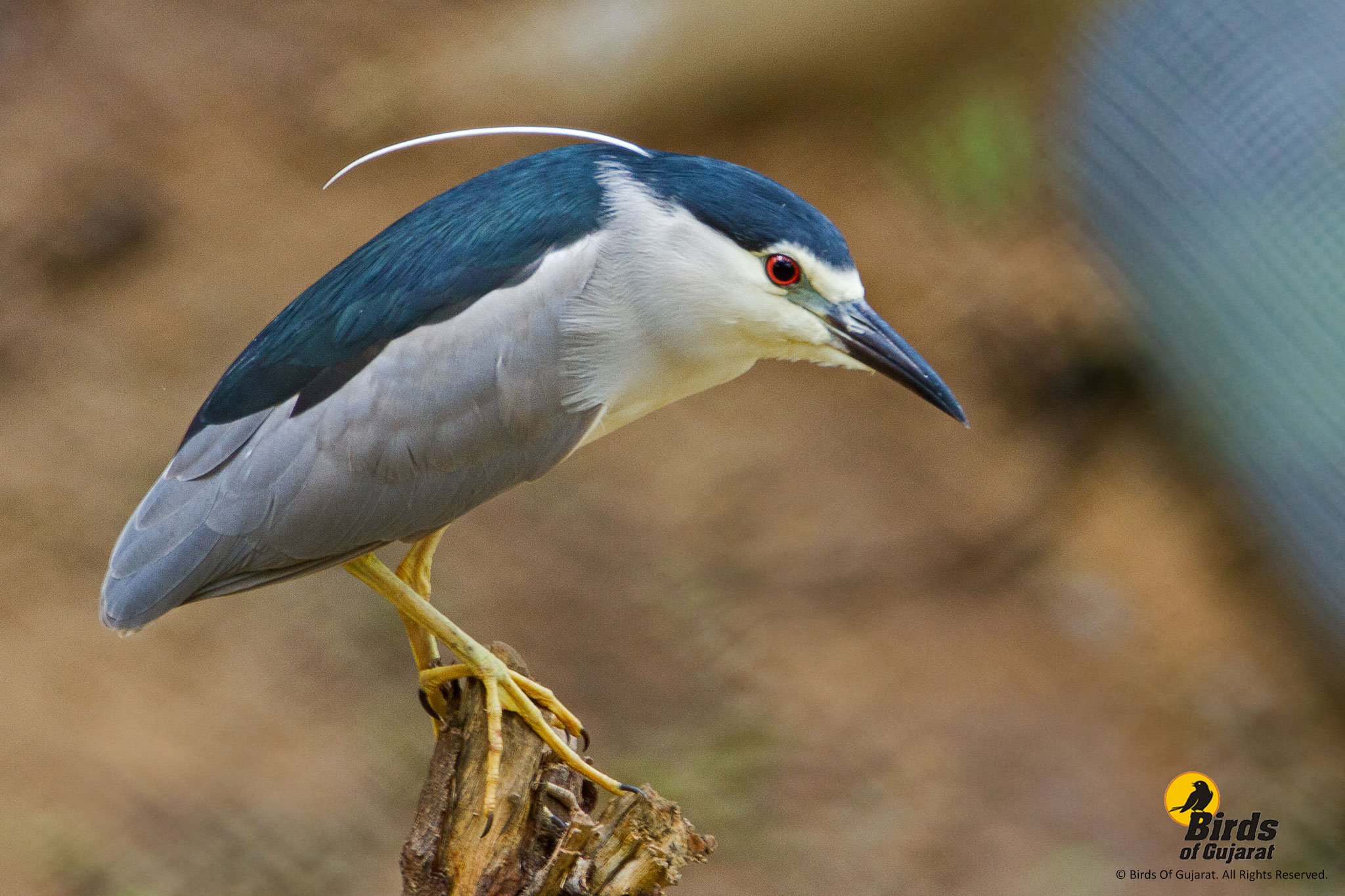 black-crowned-night-heron-nycticorax-nycticorax-birds-of-gujarat