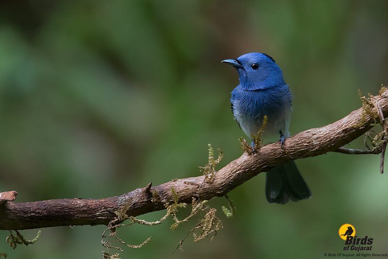 Black-naped Monarch (Hypothymis azurea) | Birds of Gujarat