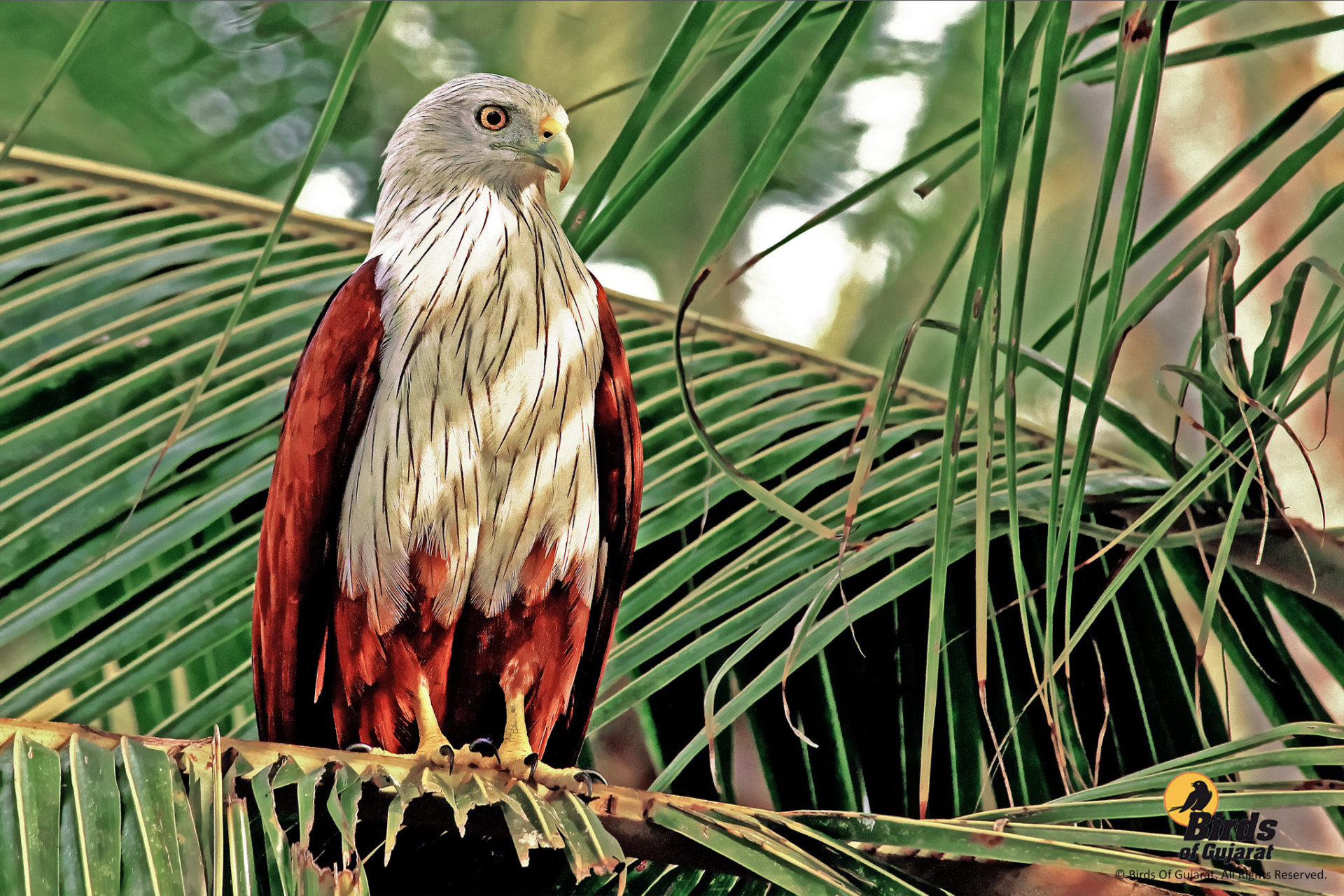 brahminy-kite-haliastur-indus-birds-of-gujarat