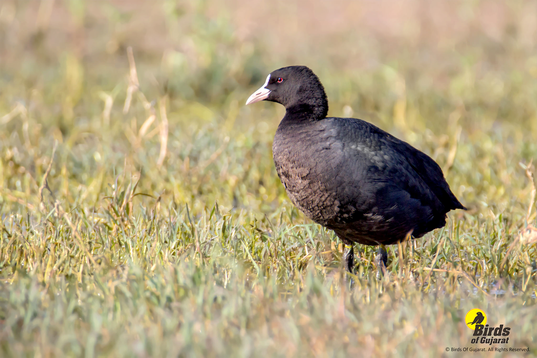 Common Coot (Fulica atra) | Birds of Gujarat