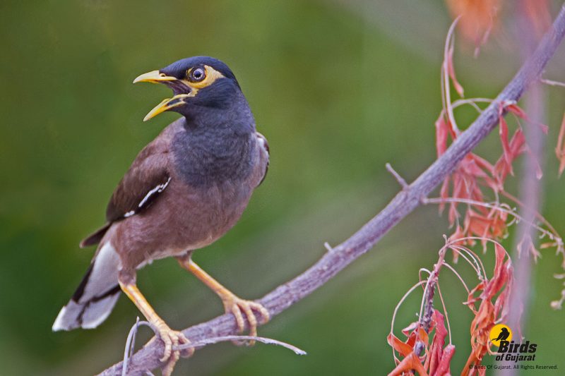 common-myna-acridotheres-tristis-birds-of-gujarat