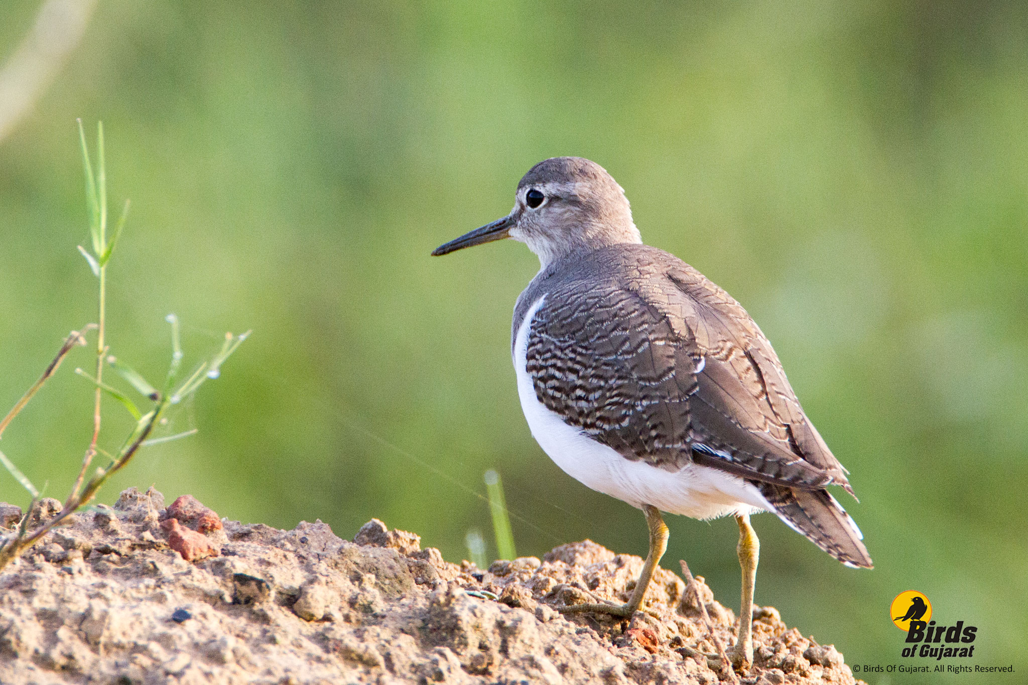 Common Sandpiper (Actitis hypoleucos) | Birds of Gujarat