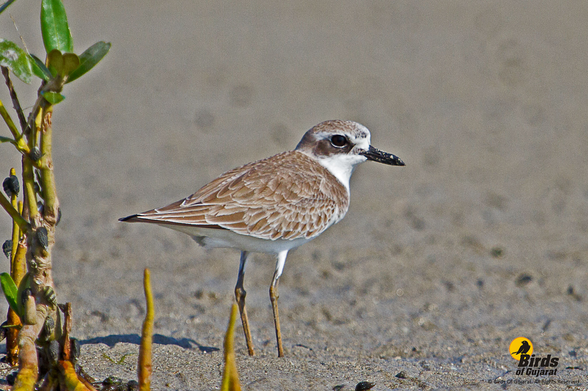 Greater Sand Plover Charadrius Leschenaultia Birds Of Gujarat   Greater Sand Plover 