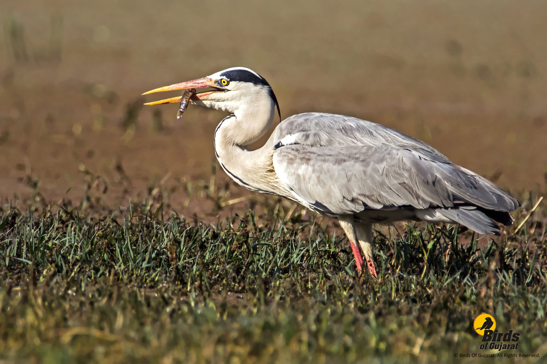 Grey Heron (Ardea cinerea) | Birds of Gujarat