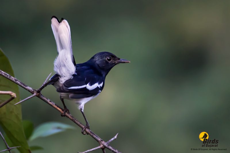 Oriental Magpie-Robin (Copsychus saularis) | Birds of Gujarat