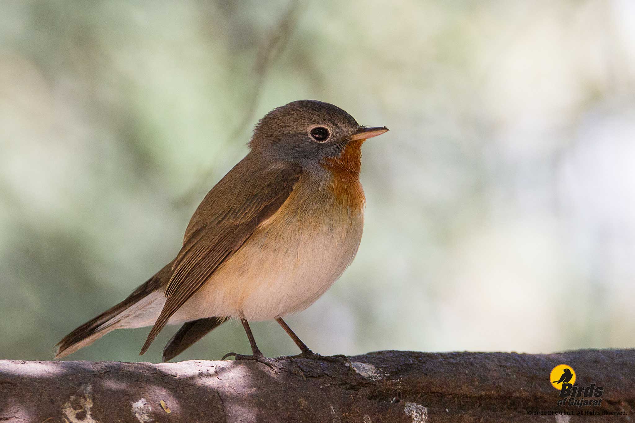 red-breasted-flycatcher-ficedula-parva-birds-of-gujarat