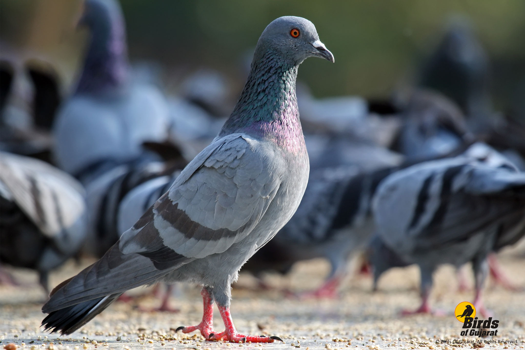 Rock Pigeon (Columba livia) | Birds of Gujarat