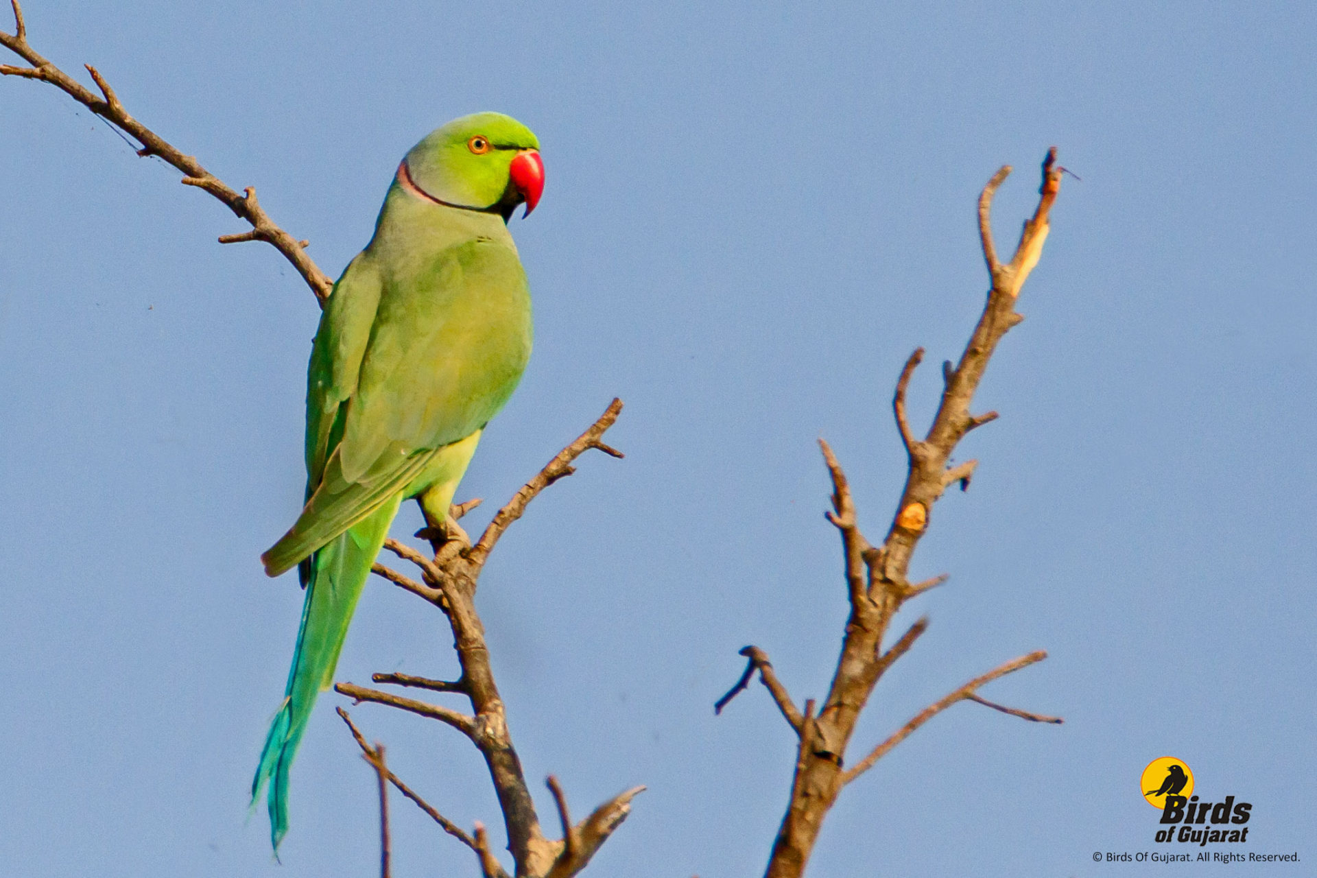 Rose Ringed Parakeet Psittacula Krameri Birds Of Gujarat Online