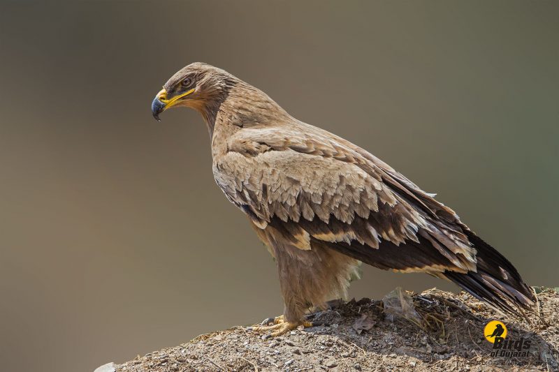 Steppe Eagle (Aquila Nipalensis) | Birds Of Gujarat