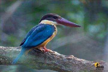 Stork-billed Kingfisher (Pelargopsis capensis) | Birds of Gujarat