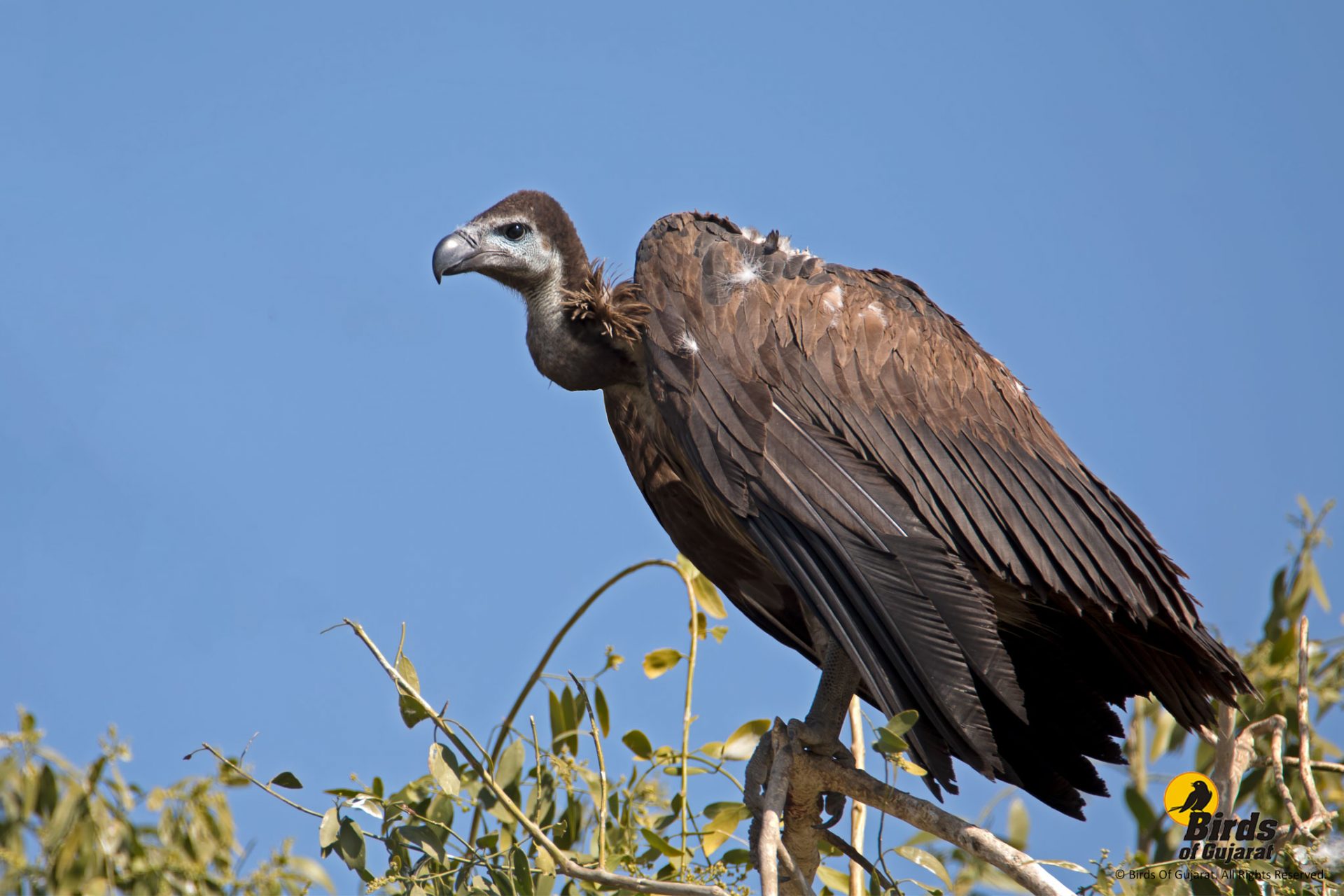 White-rumped Vulture (Gyps Bengalensis) | Birds Of Gujarat