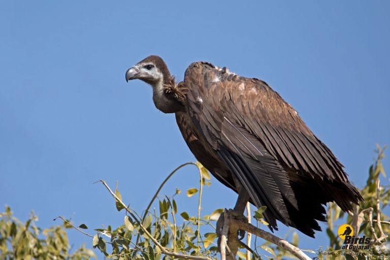 White-rumped Vulture (Gyps bengalensis) | Birds of Gujarat