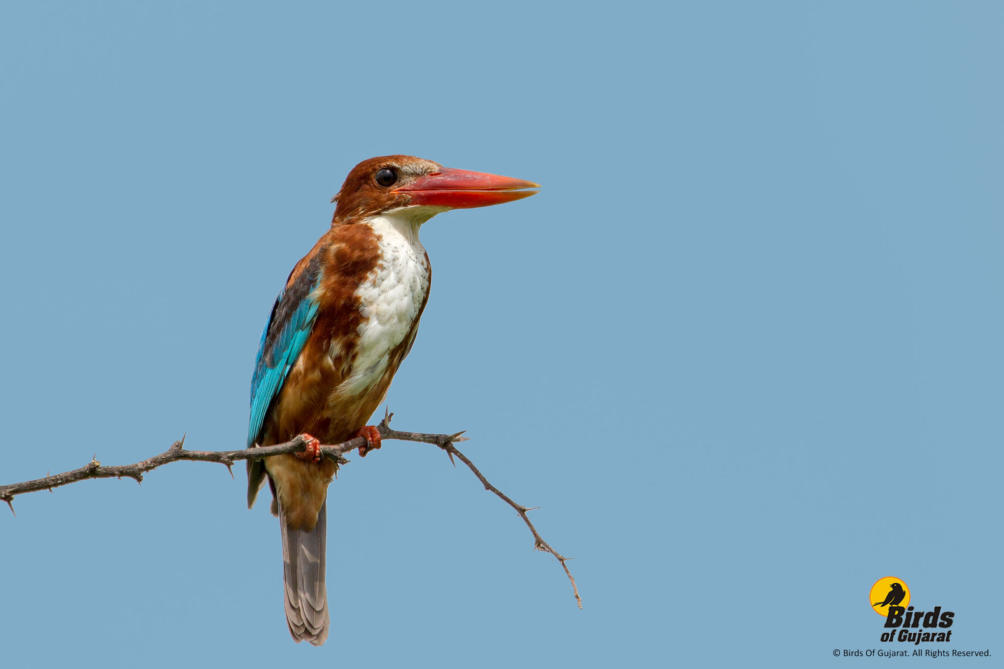 White-throated Kingfisher (Halcyon smyrnensis) | Birds of Gujarat