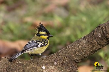 Black-lored Tit