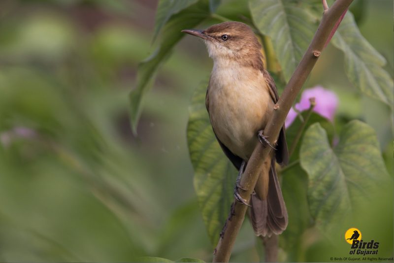 Clamorous Reed Warbler