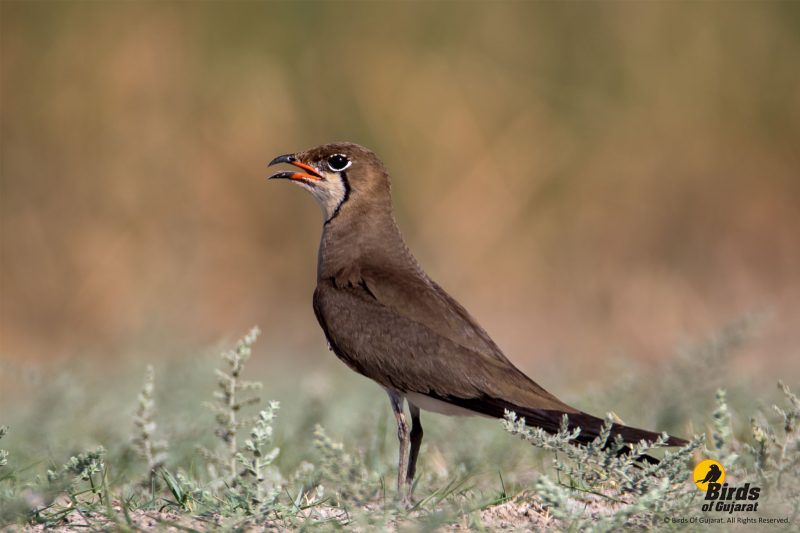 Collared Pratincole