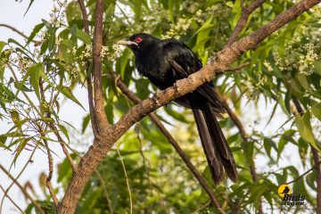 Asian Koel