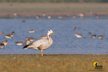 Bar-headed Goose