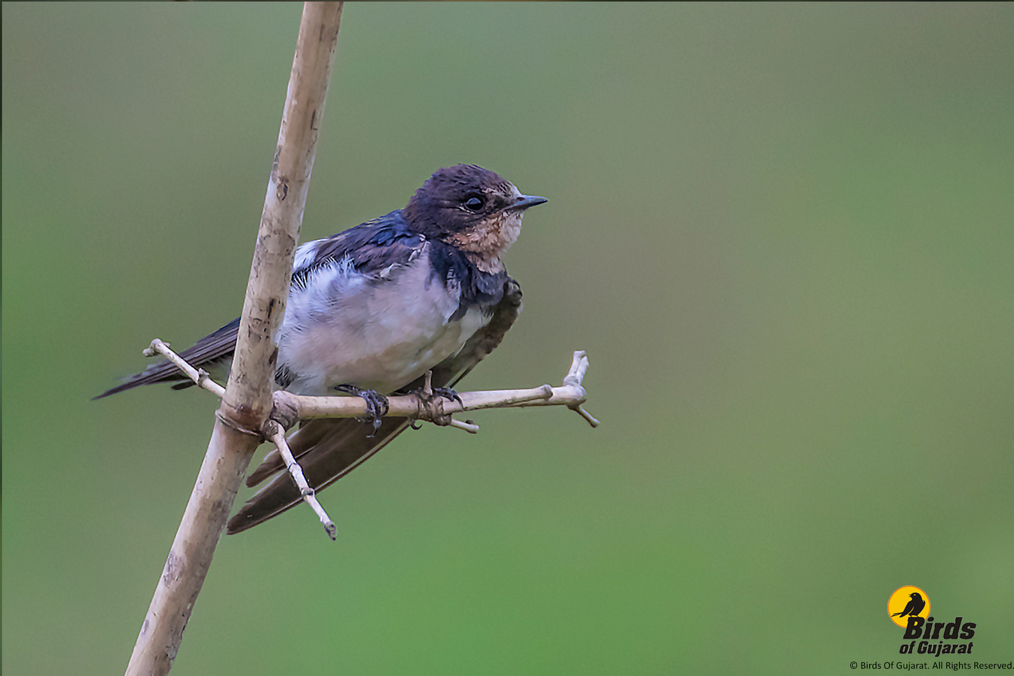 Barn Swallow