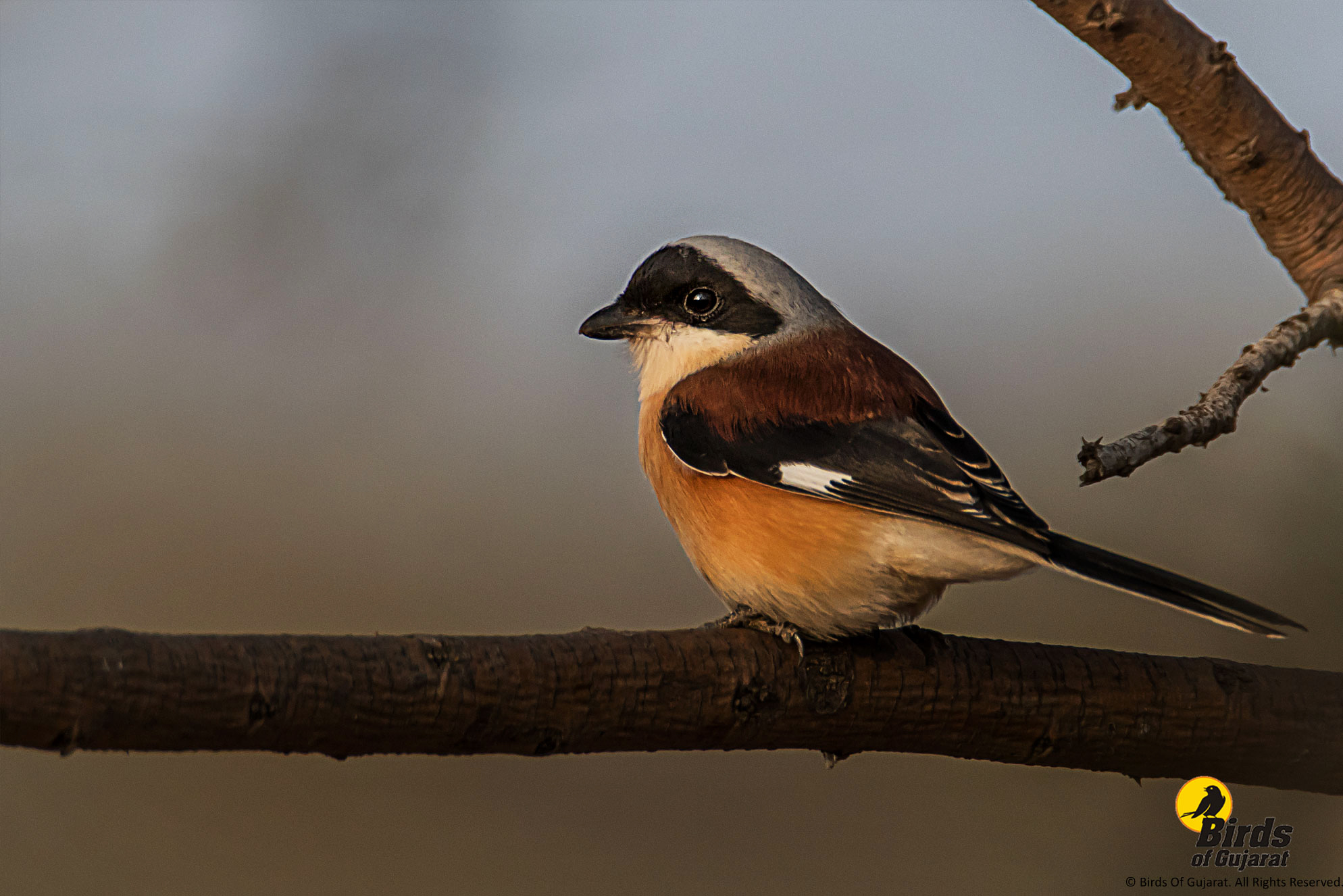 bay-backed-shrike