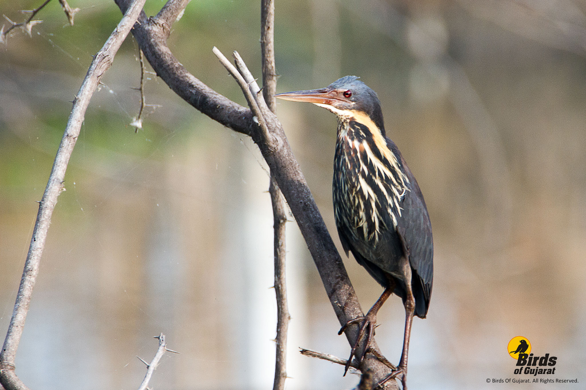 Black Bittern