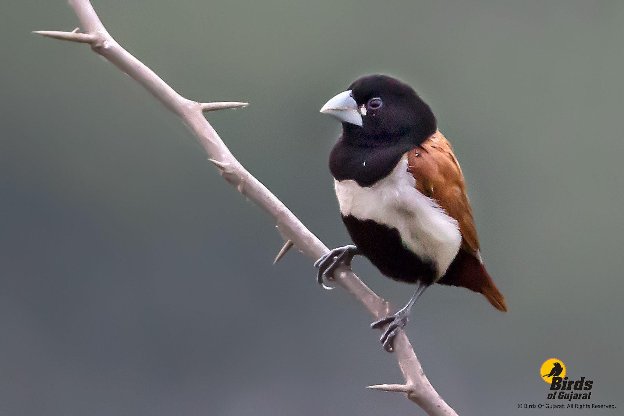 Black-headed Munia