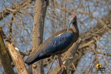 Black Ibis