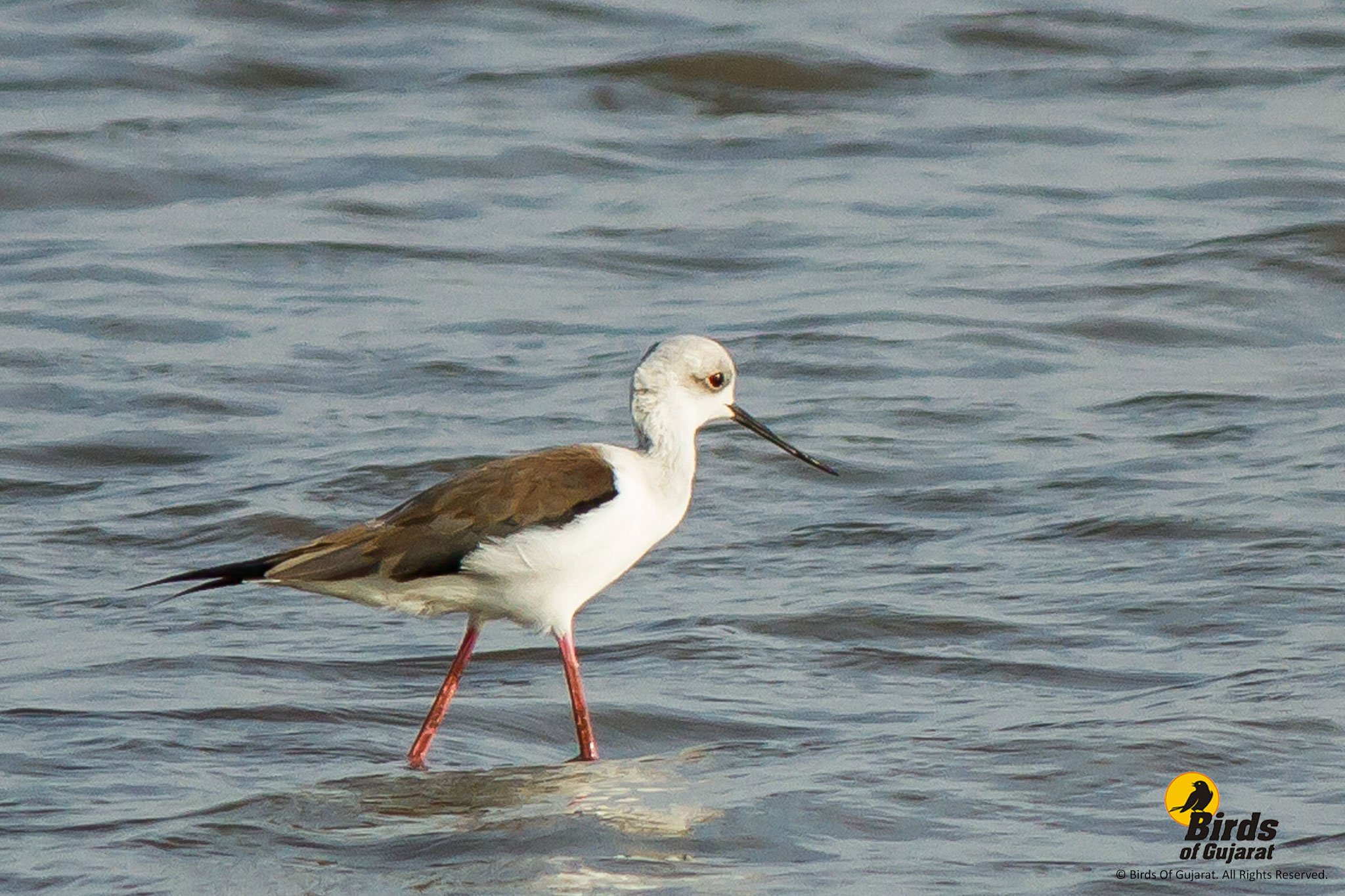 Black-winged Stilt