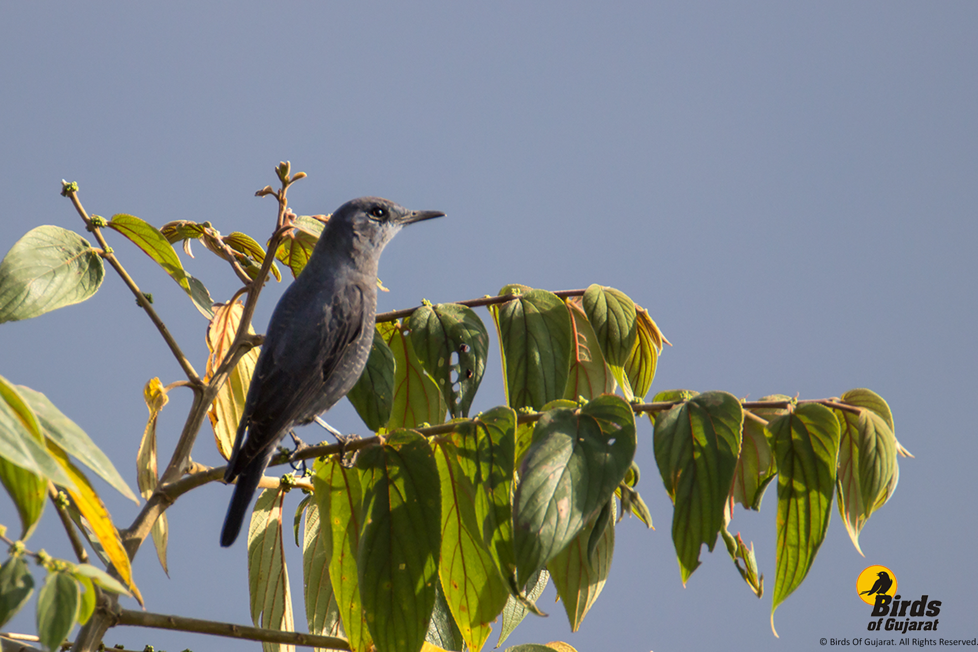 Blue Rock-thrush