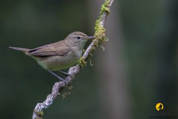 Blyth's Reed Warbler