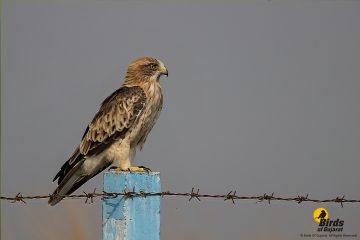 Booted Eagle