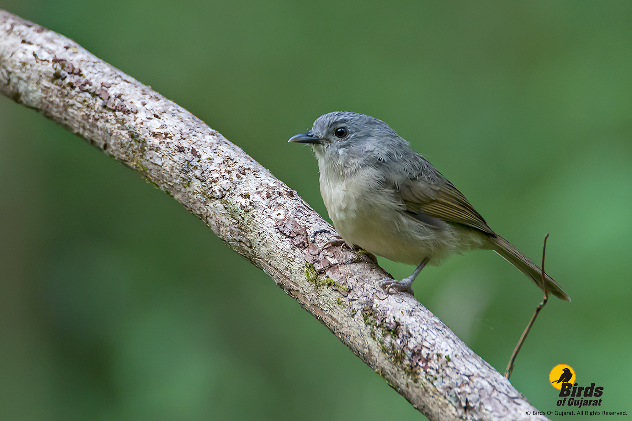 Brown-cheeked Fulvetta