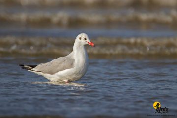 Brown-headed Gull