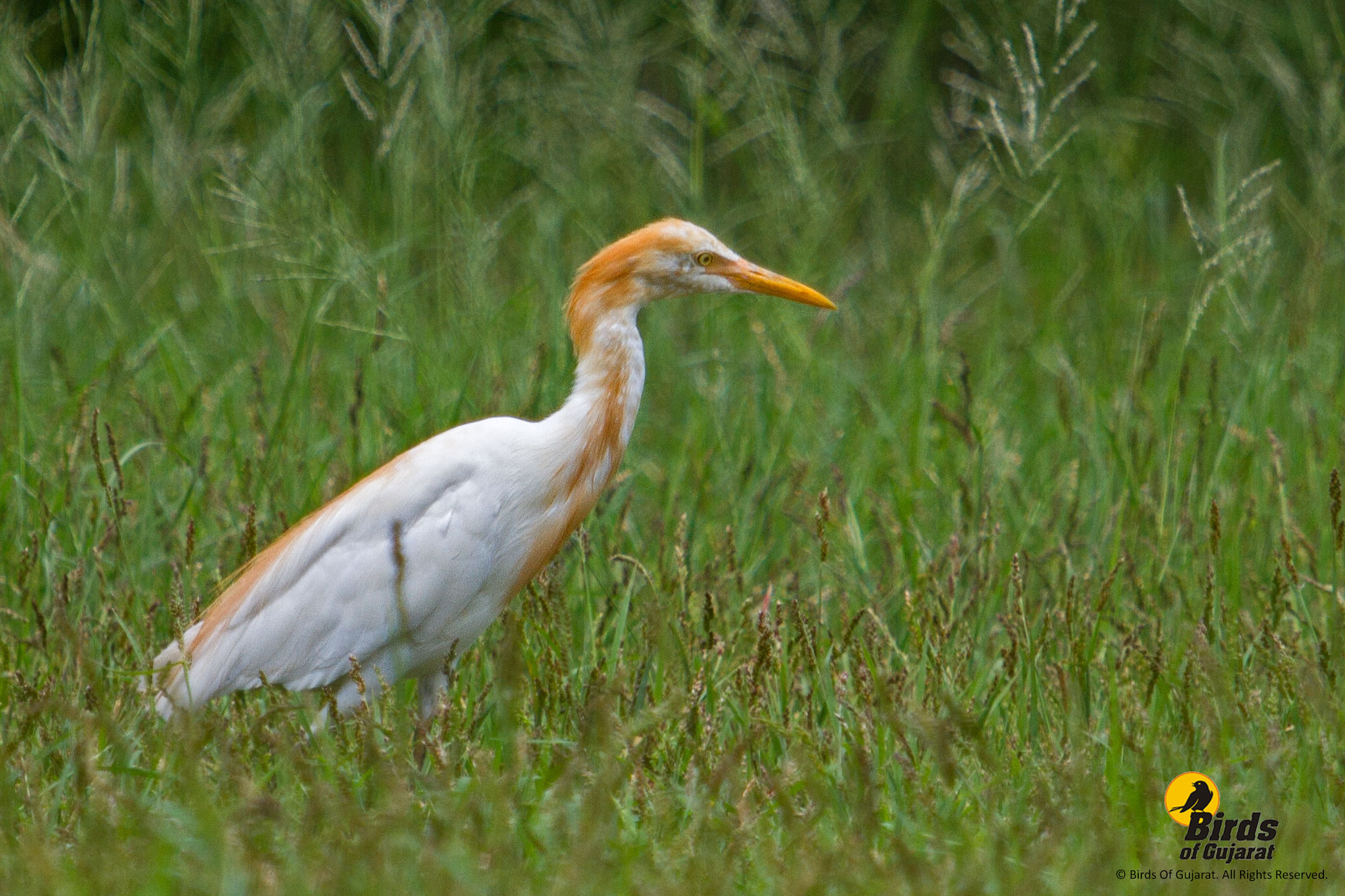 Cattle Egret