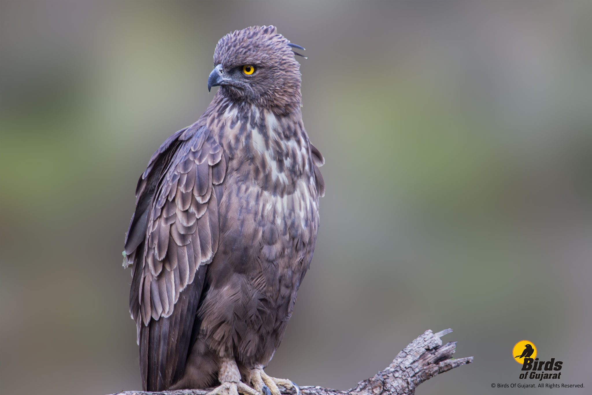 Changeable Hawk Eagle