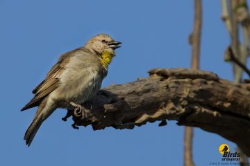 Chestnut shouldered Petronia