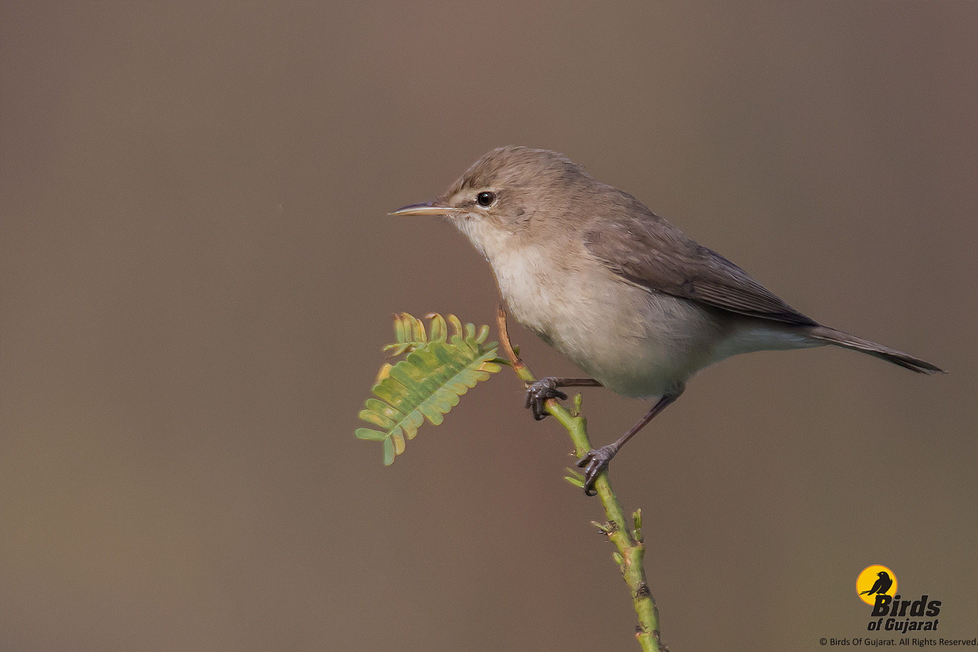 Common Chiffchaff