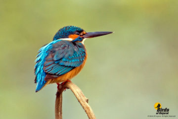 Common Kingfisher