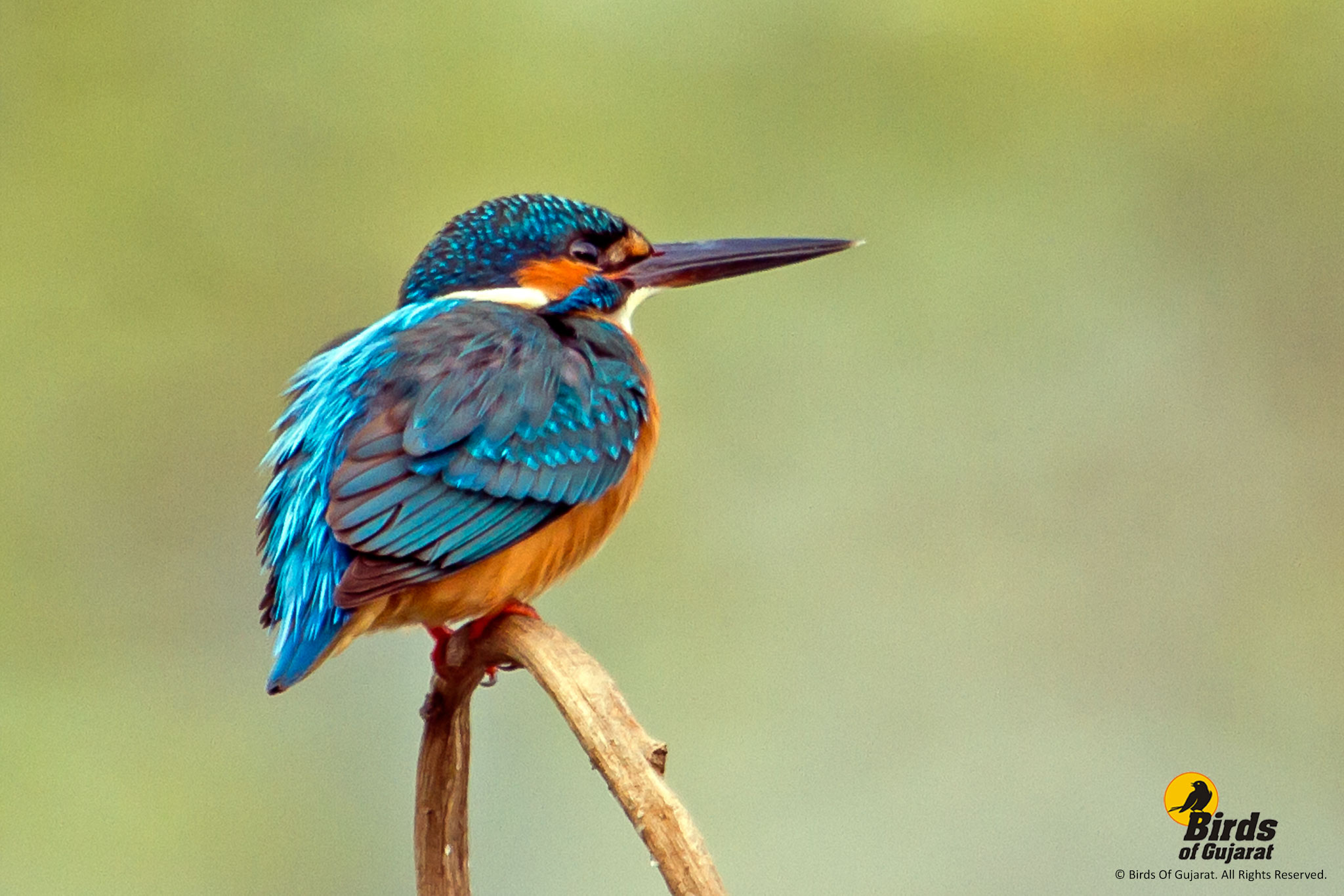 Common Kingfisher