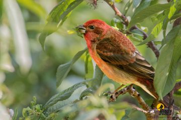 Common Rosefinch