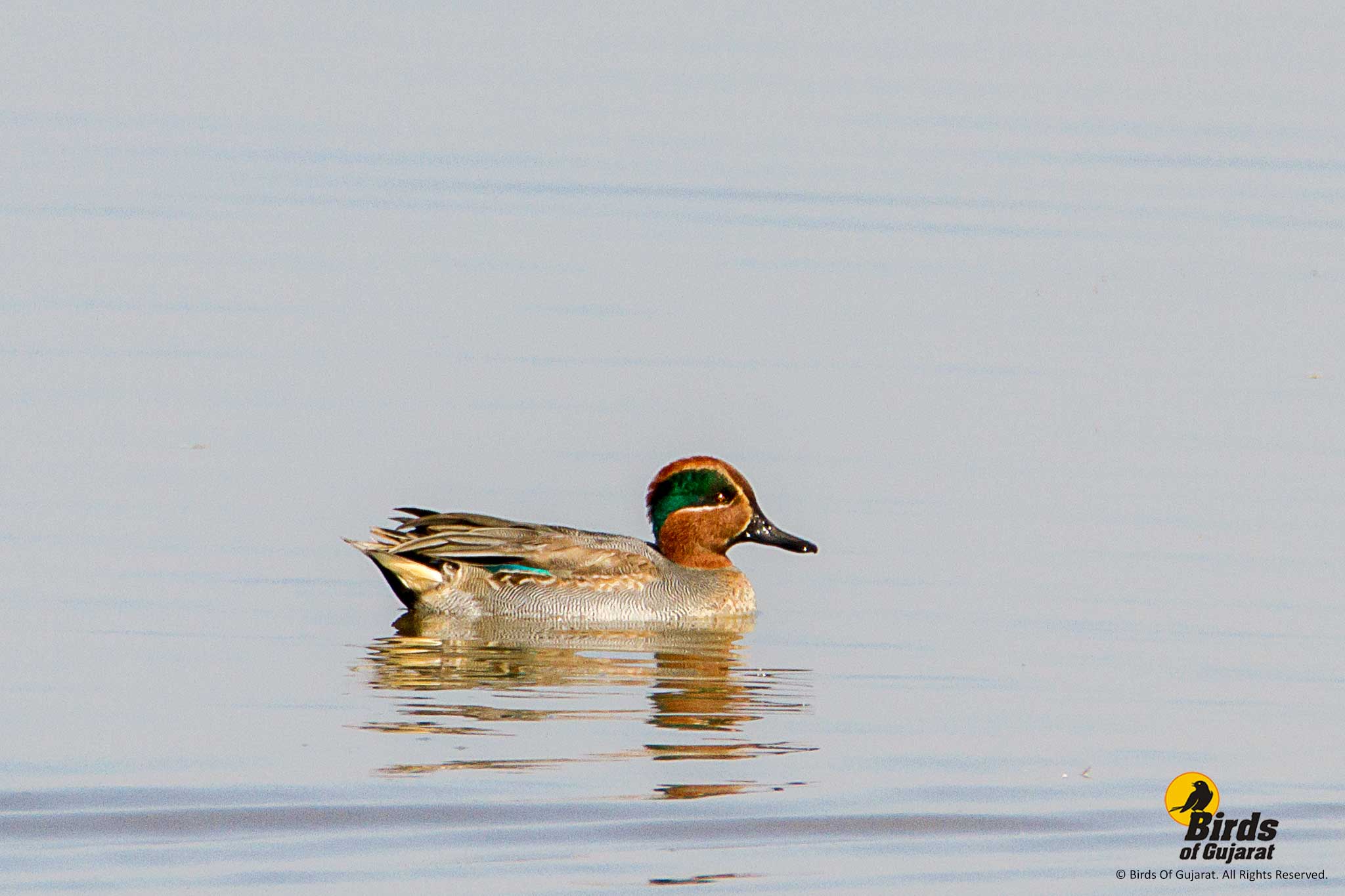 Common Teal