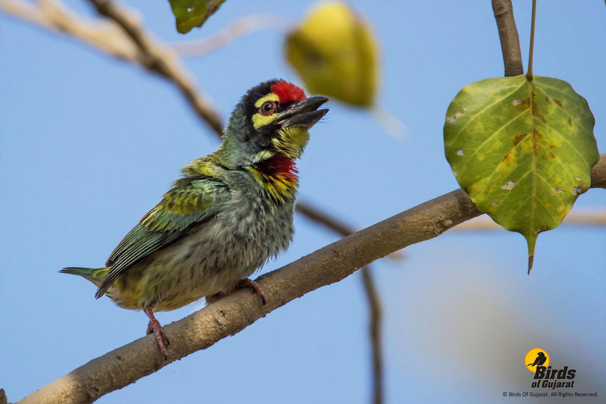 Coppersmith Barbet