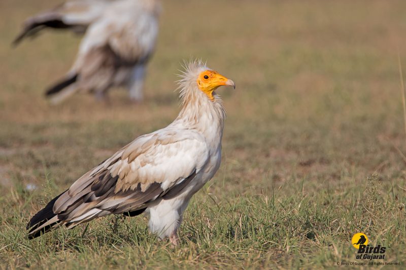 Egyptian Vulture