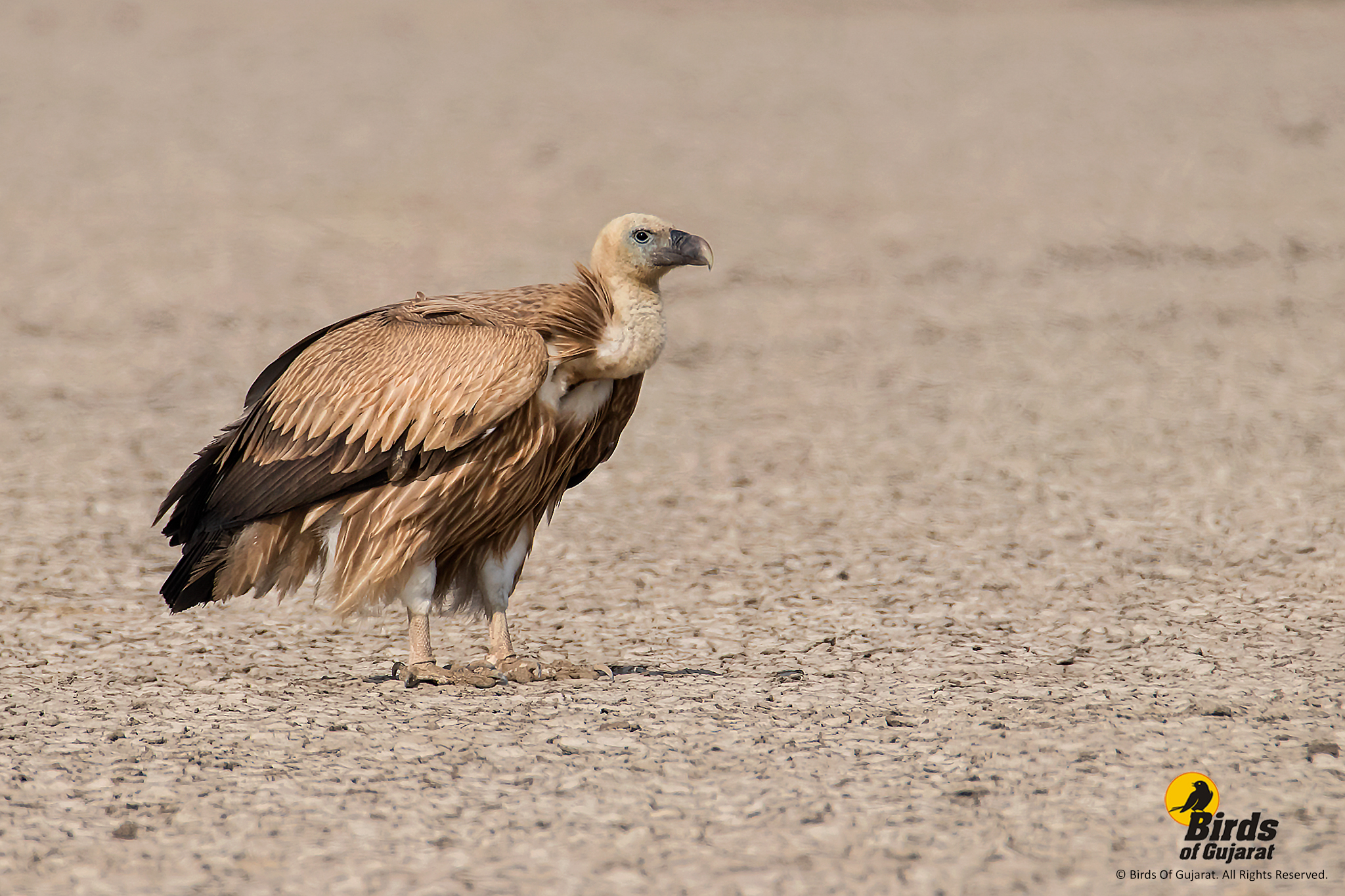 Eurasian Griffon