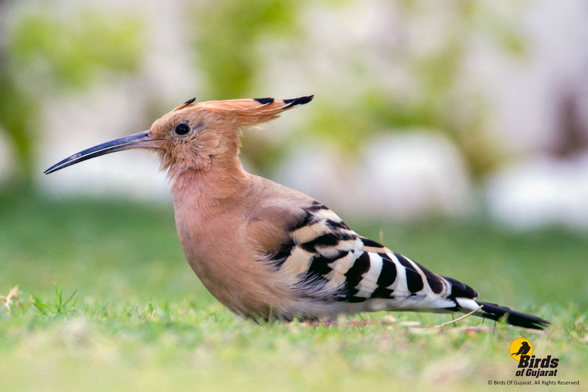 Eurasian Hoopoe