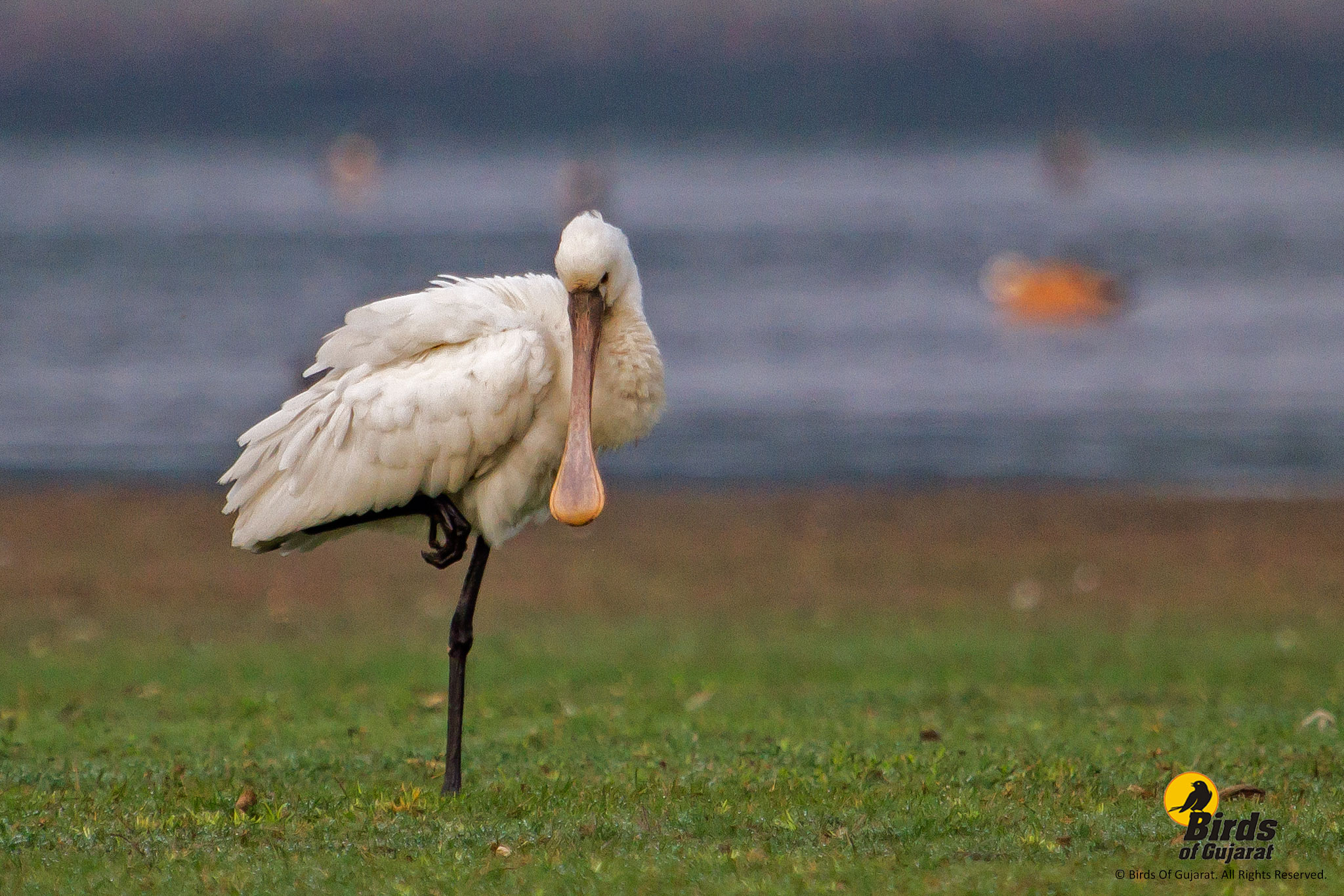 Eurasian Spoonbill