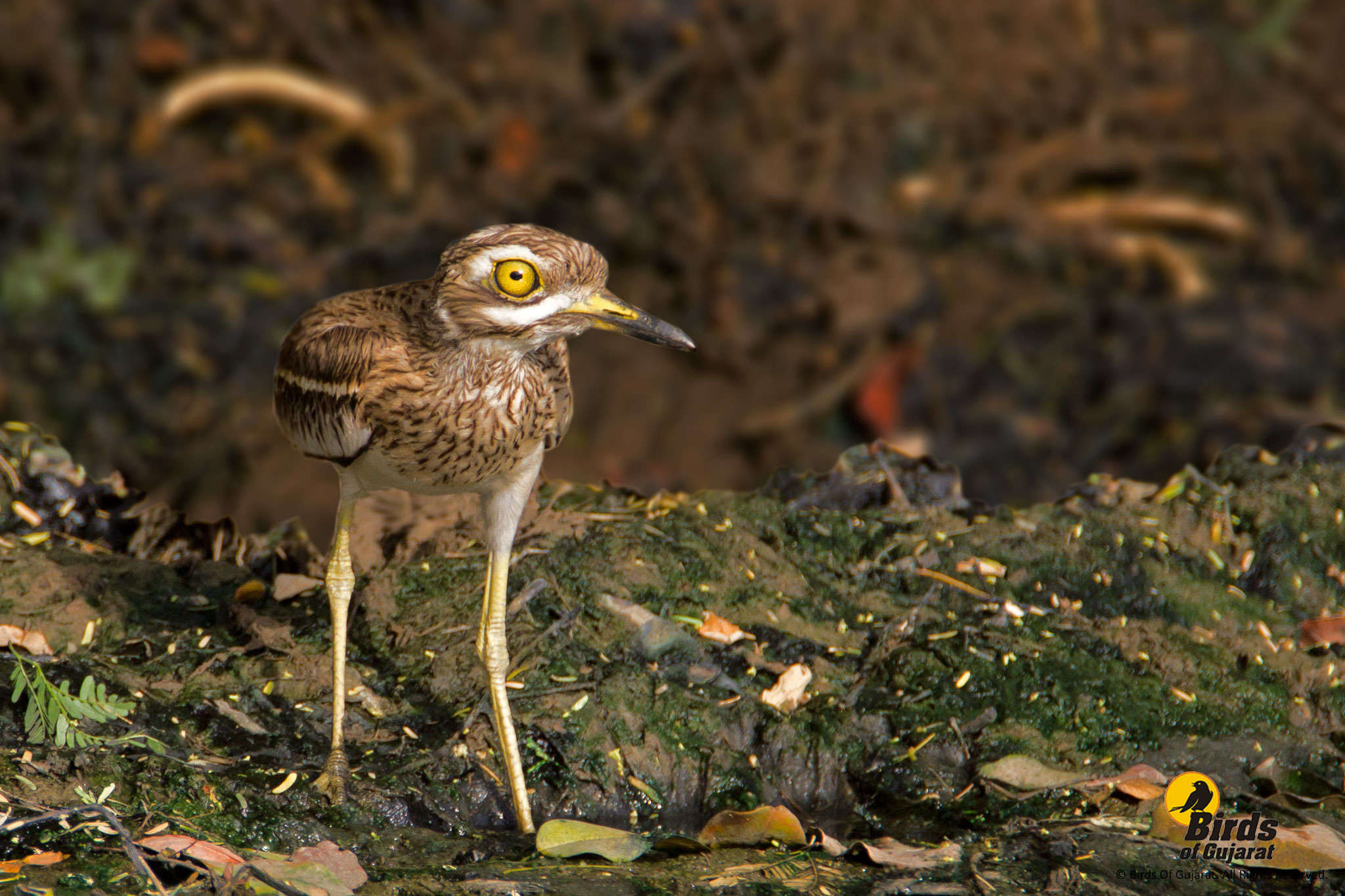 Eurasian Thick-knee